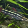 Аностомус обыкновенный (Anostomus anostomus)