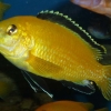 Labidochromis caeruleus 'yellow'