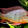 Geophagus altifrons