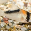 corydoras adolfoi