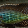 Lethrinops furcifer