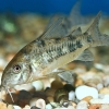 Corydoras paleatus