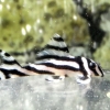 Hypancistrus Zebra