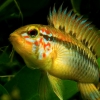 Апистограмма Макмастера (Apistogramma macmasteri)