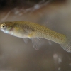 Gambusia affinis