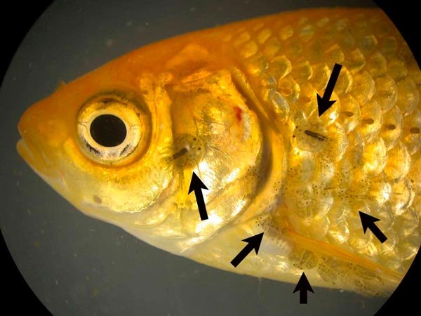 Паразиты у аквариумных рыб