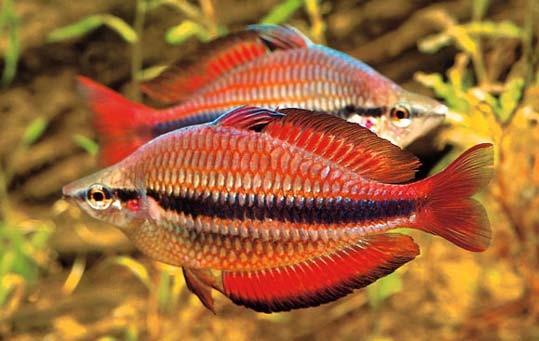 Радужница вишневая (Melanotaenia Splendida)