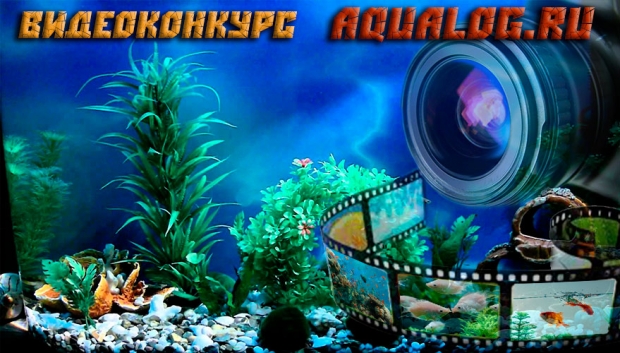 Видео конкурс Aqualog.ru