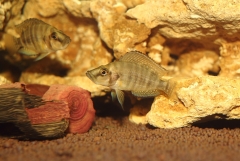 Altolamprologus Compressiceps Gold Head