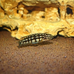 Julidochromis marlieri