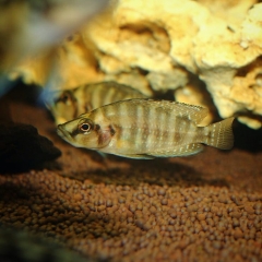 Altolamprologus Compressiceps Gold Head