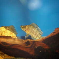 Altolamprologus Compressiceps Gold Head