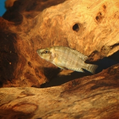 Altolamprologus Compressiceps Gold Head