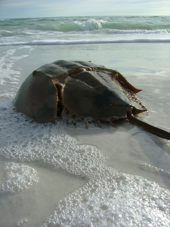 Horseshoe_Crab.jpg