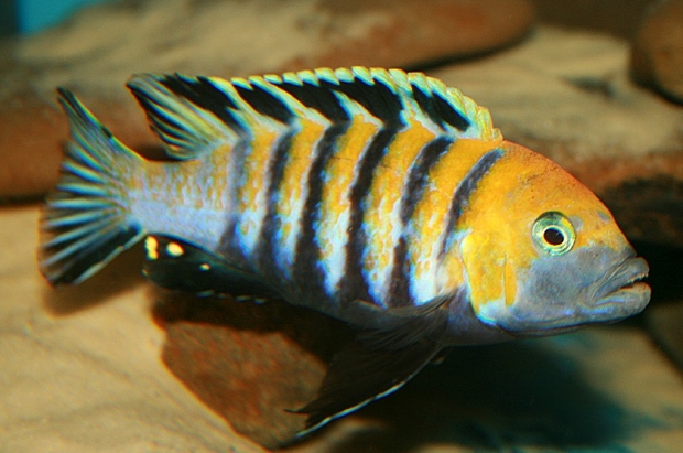 Cynotilapia afra ‘Cobue’