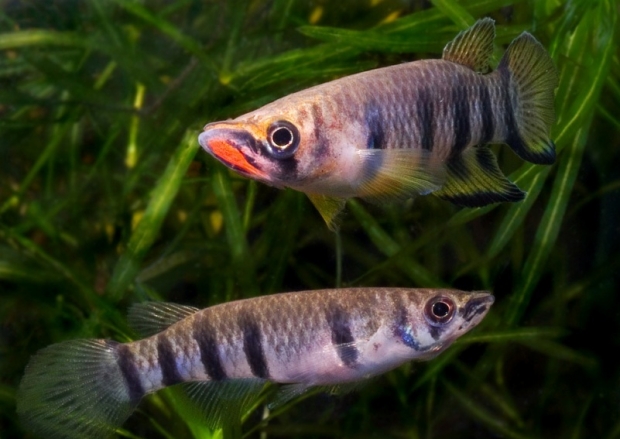 Epiplatys Shaperi