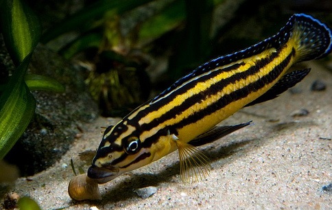 Julidochromis regani