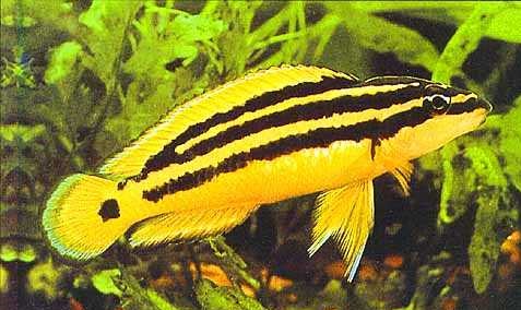 Julidochromis ornatus