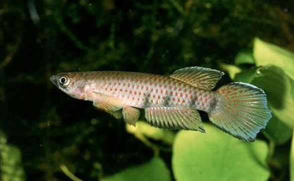 Epiplatys Shaperi