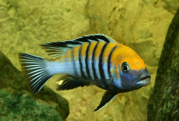 Cynotilapia afra ‘Cobue’