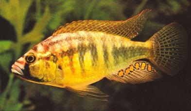 Haplochromis burtoni