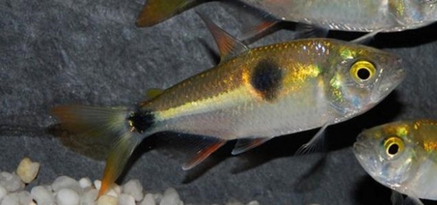 Exodon paradoxus