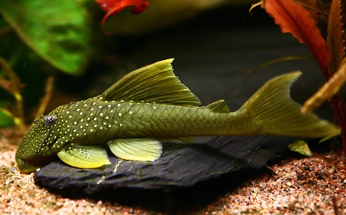 Hemiancistrus sudviridis