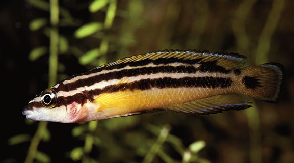 Julidochromis ornatus