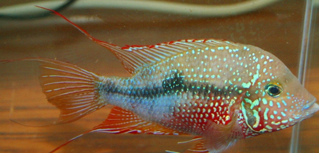 Thorichthys ellioti