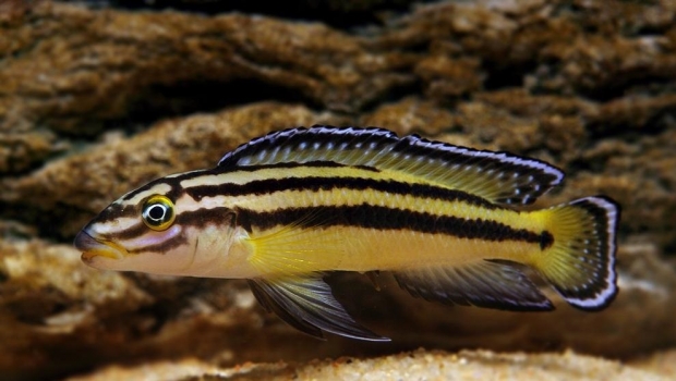 Julidochromis regani