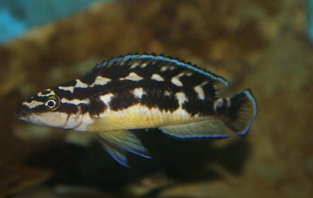 Julidochromis transcriptus Matthes