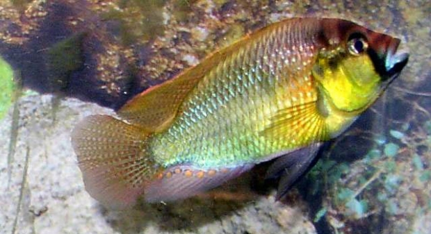 Haplochromis burtoni