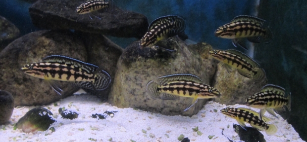 Julidochromis marlieri