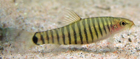 Yunnanilus cruciatus