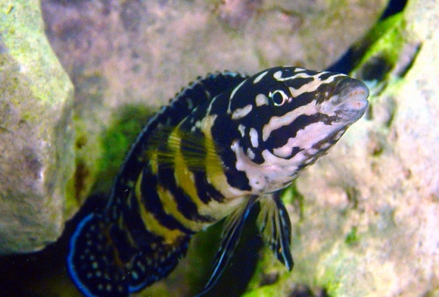 Julidochromis marlieri