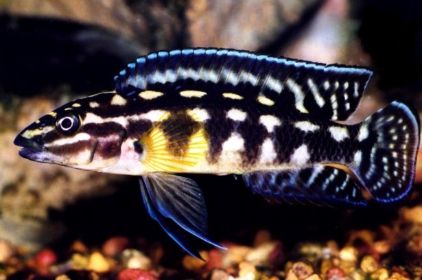 Julidochromis marlieri