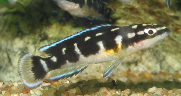 Julidochromis transcriptus Matthes