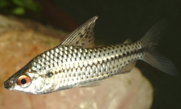 Chilodus punctatus