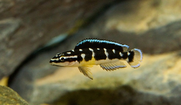 Julidochromis transcriptus Matthes