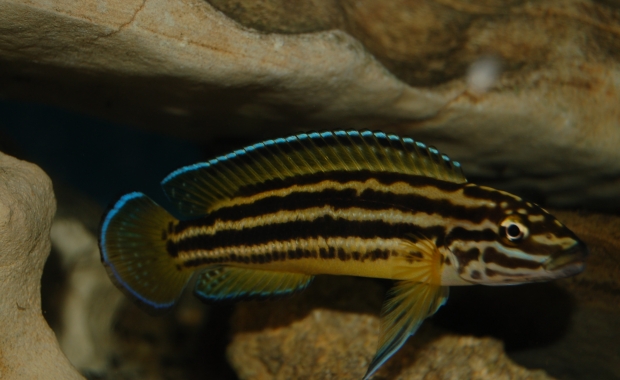 Julidochromis regani