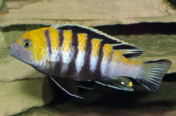 Cynotilapia afra ‘Cobue’