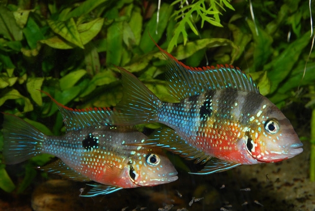 Thorichthys ellioti