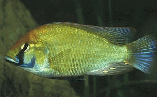 Haplochromis burtoni