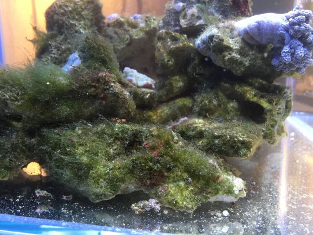 Nano reef 5