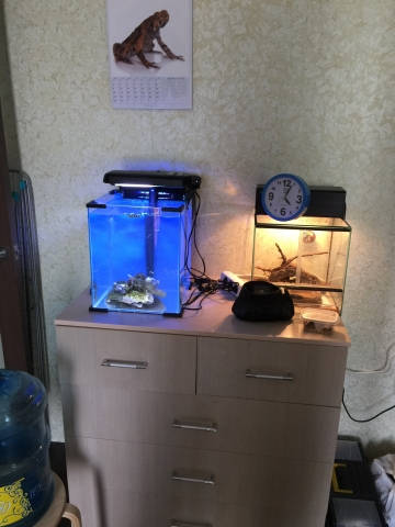 Nano reef 5