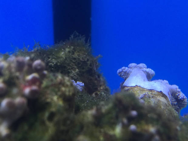 Nano reef 8