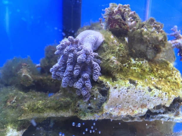 Nano reef 7