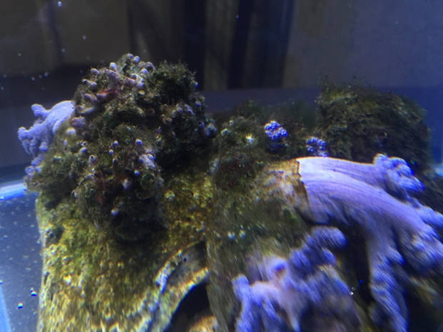 Nano reef 9