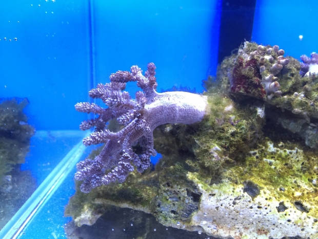 Nano reef 1
