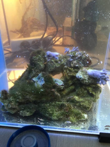 Nano reef 4